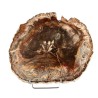 Tranche de Bois Fossilisé de Madagascar 19 cm