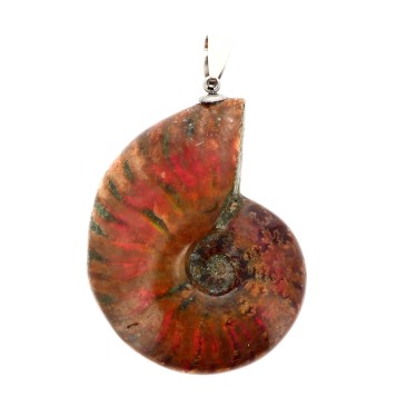 Ammonite avec Reflets...
