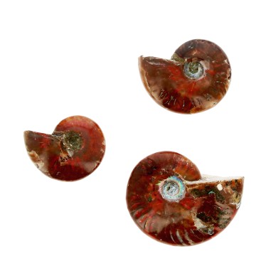Ammonites Pleines Irisées...