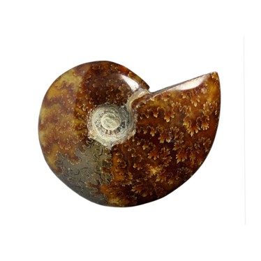 Ammonites Pleines 10-12 cm
