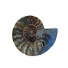 Ammonites Sciées 10 à 12 cm