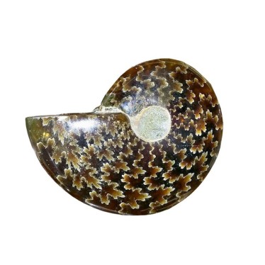 Ammonites Sciées 10 à 12 cm
