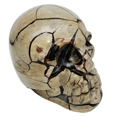Crâne Septaria Sauvage 15.5 cm